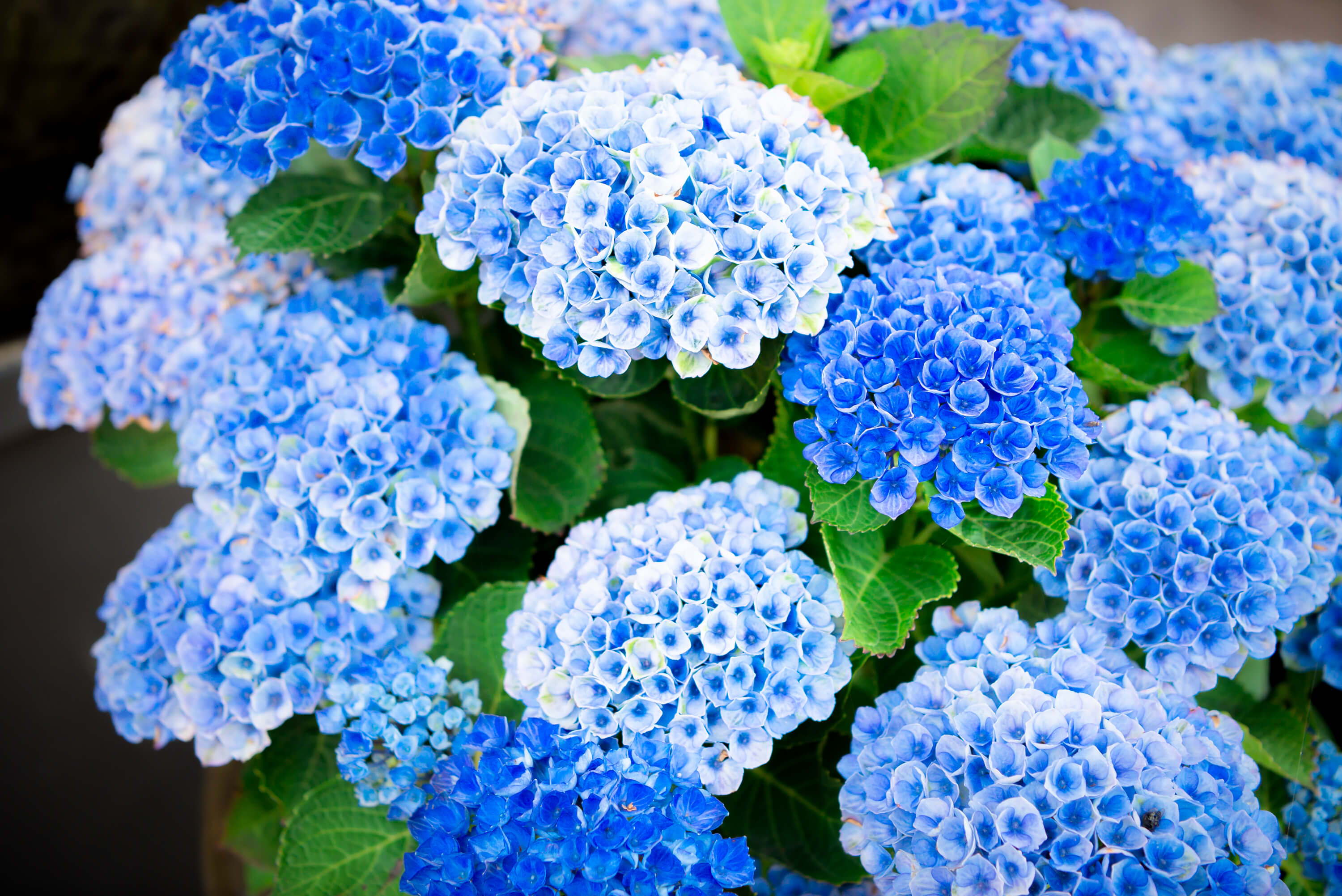 Hortensia