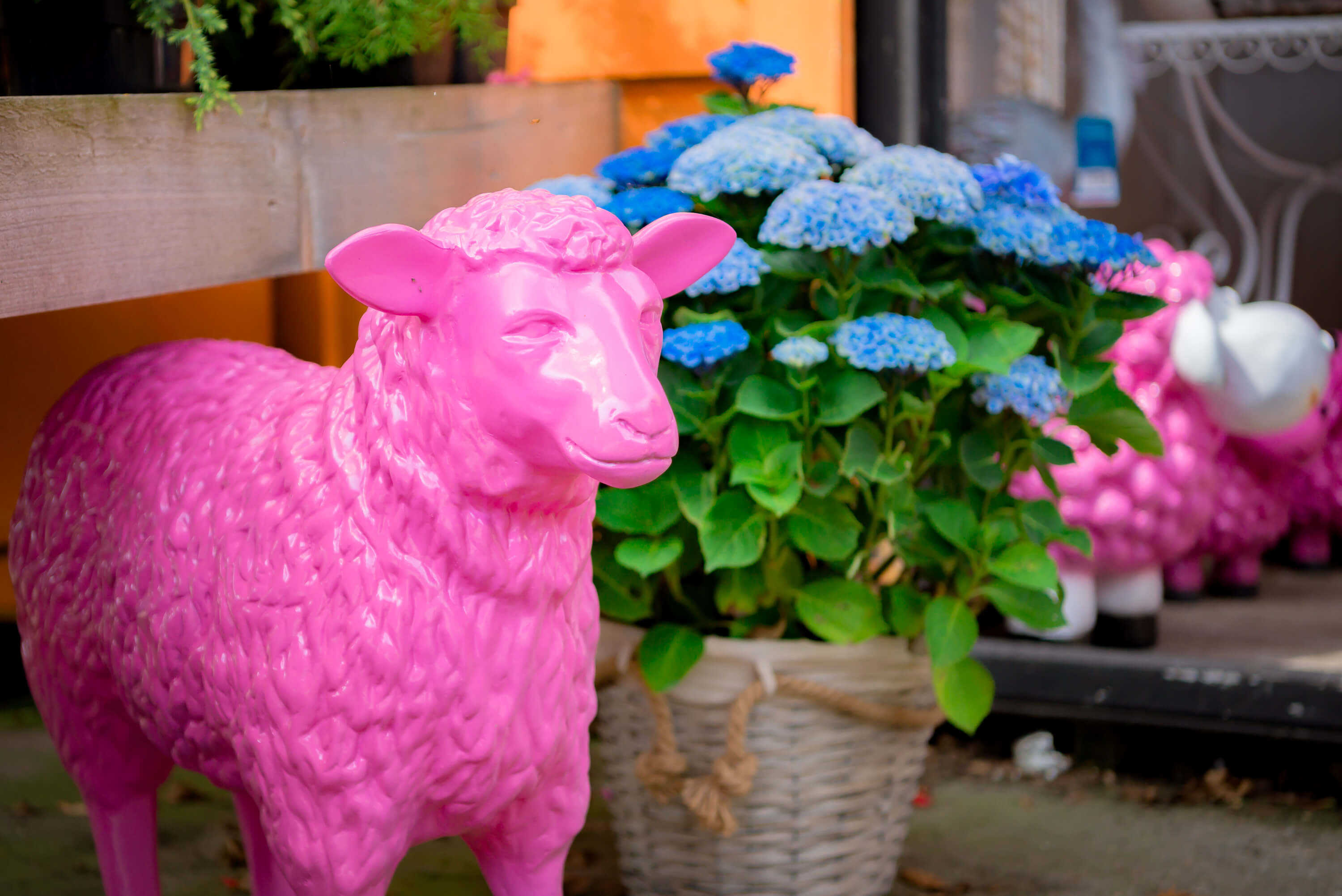 Roze schaap